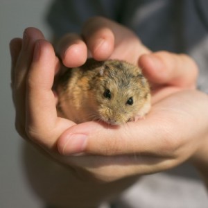 hamster being held