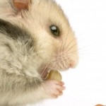 Hamster Feeding Habits