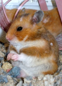 Unknown Hamster