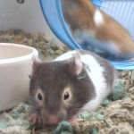 Will You Be a Good First Time Hamster Owner?