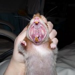 5 Warning Signs that Your Hamster is Ill