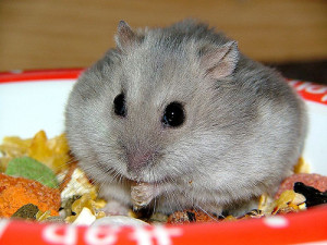 Hamster cheeks