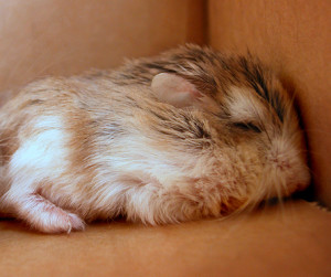 Hamster Sleeping