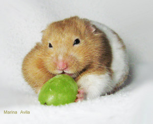 Hamster treat