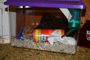 Travel with a hamster