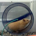The Hamster Lifespan