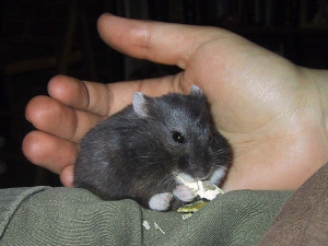 Campbells Russian Dwarf hamster