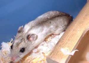Chinese hamster