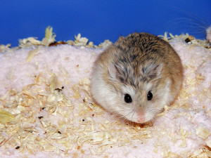 Roborovski dwarf hamster